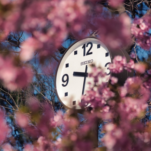 A clock seen behind blooming trees in spring